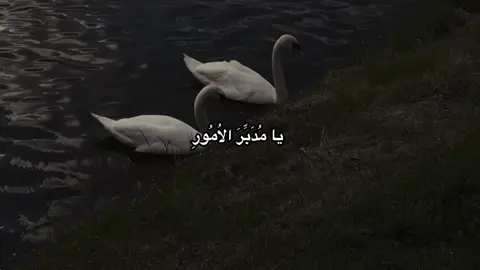 سُبْحَانَ اللهِ آنَاءَ اللَّيْلِ وَأَطْرافَ النَّهارِ، ‏سُبْحَانَ اللهِ بِالْغُدُوِّ وَالآصَالِ، ‏سُبْحَانَ اللهِ بِالْعَشِيِّ وَالإبْكَارِ . #دعاء #اكسبلور #explore #fyp #viral #اللهم_صل_على_محمد_وآل_محمد 