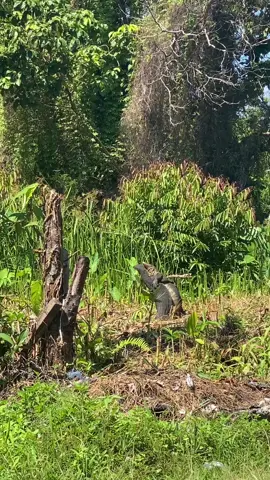 biawak moment 🤨 #biawak #sosweet 