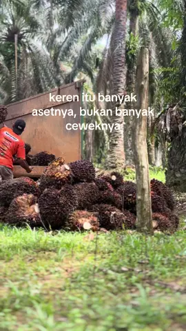 harga tempat kalian berapa ? #petanisawit #berandatiktok #sawitontiktok #fypシ #petanimuda 