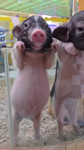 Sao cái thùng nước lèo của Hêu nhìn cưng ha😂 còn người thì...#dethuong #cute #petcute #khoanhkhacdangyeu #đángyêu #heo 
