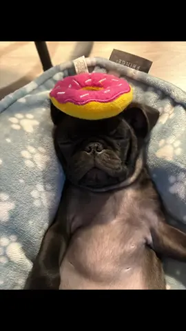 #pug #pugsoftiktok #blackpug #puppy #puppiesoftiktok #babydoggy #Halo 