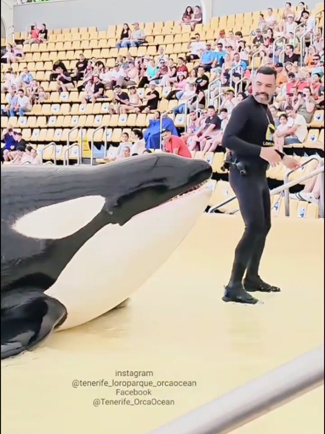 dolphin 🐬 beautiful video #trend #viral #fyp #grow #unfreezemyacount #foryoupage #viralvideo 