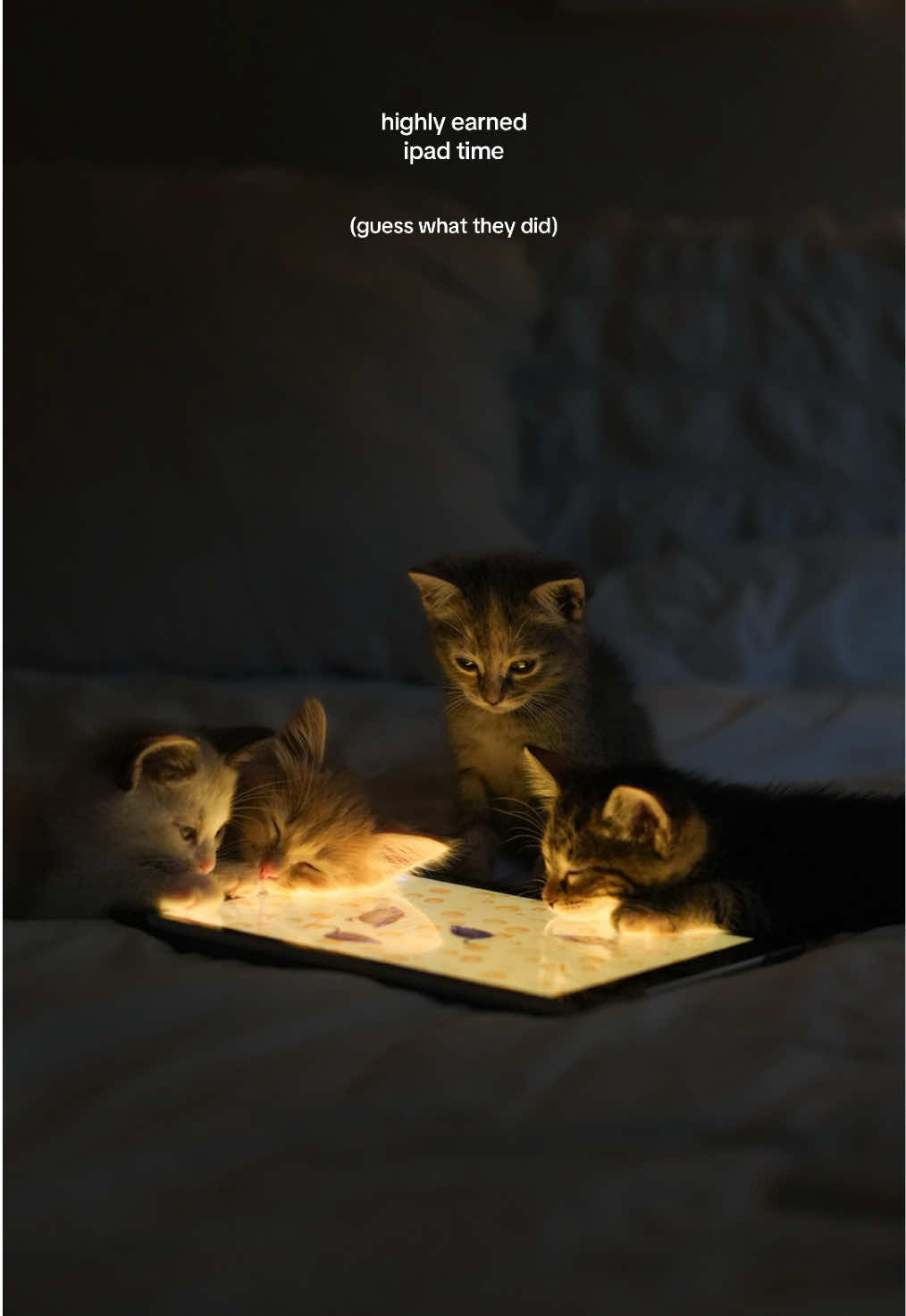 raising ipad kids.. #foster #kitten #cat #rescue #adopt #catlover #cute #pet #shelter 