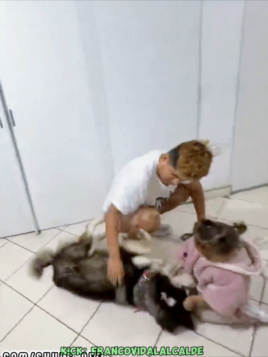 Alcalde Franco Vidal libera un perro encadenado y Shuls lo adopta 🥺  #alcaldefrancovidal #shuls #francovidal #atevitarte #francovidalalcalde #ate #dibujitos #sachauzumaki 