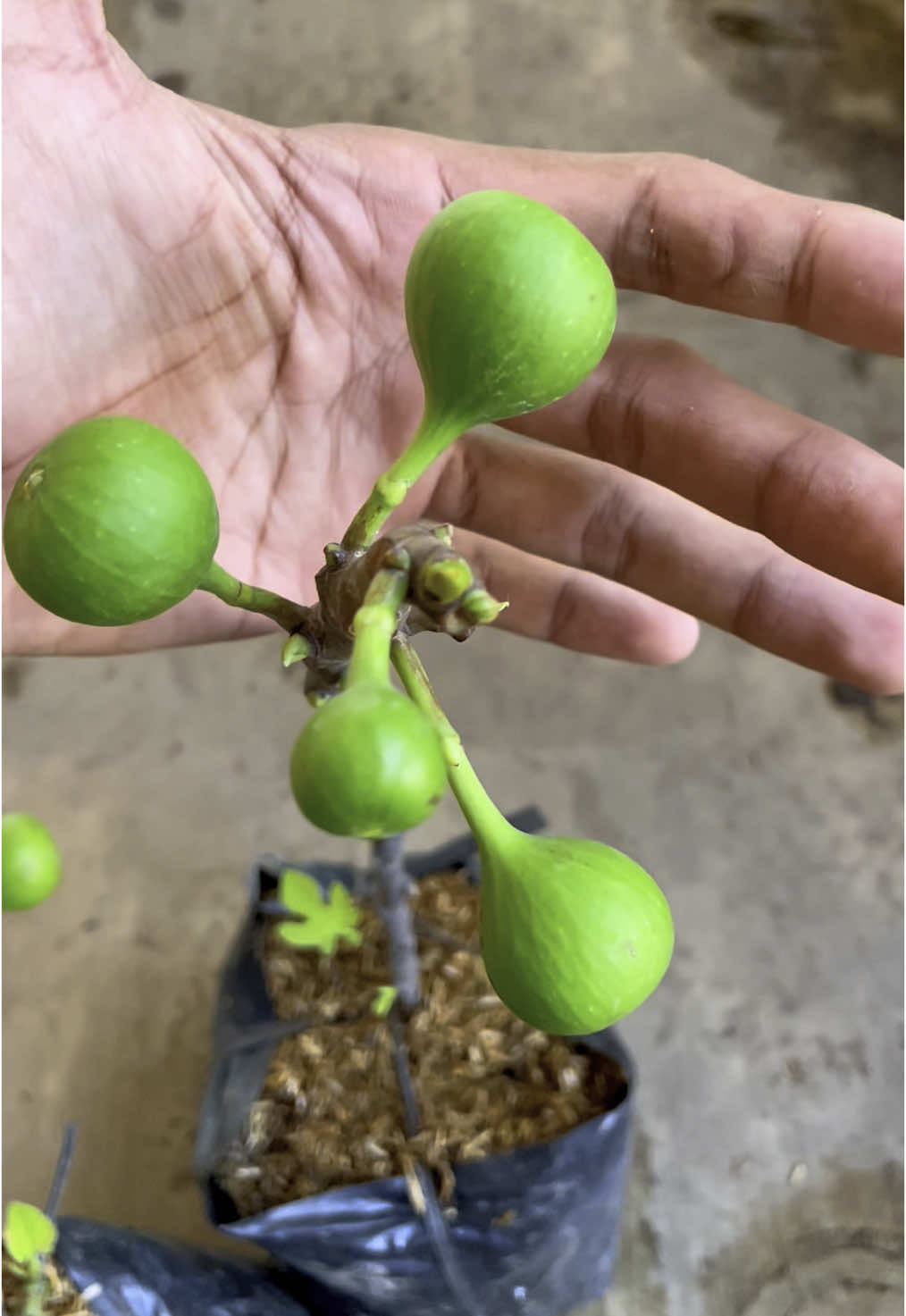 ADA YANG TAU BUAH APA?😂#buahtin#bibitbuahtin #fyp #fyppppppppppppppppppppppp 