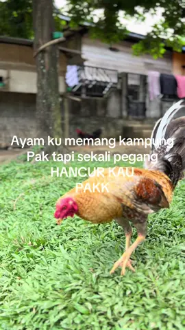 Canda pak