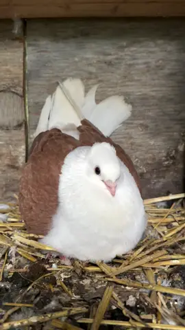 It’s always my German Owls that bark at me when taking videos.  • •#pigeon #pigeons #birds #fantails #fancypigeon #bird #pigeonloft #tumblerpigeons #satinette #pigeonphotography #fancypigeons #birdsofinstagram #merpati #pigeonsofinstagram #due #birdslovers #pigeonlovers #pigeonlove #birdwatching #duiven #tauben #palomas #guvercin #kabotar #kabootar #porumbei #piccioni #kaftar #pombo