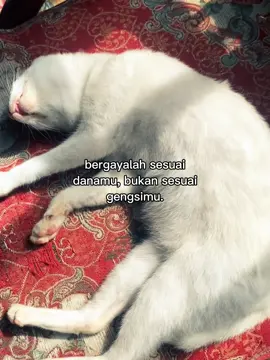 Fypppppppppp#kucinglucu#kucingtidurlucu#fotolive#katakatamotivasi 