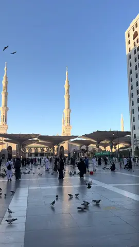 🤍🤍 .    #المدينة_المنوره 