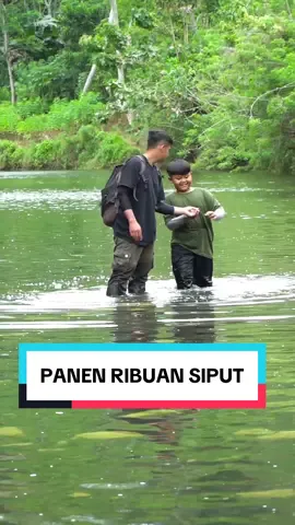 Biat Mau Berenang Malah Nemu Ribuan Siput Yang Menempel Didasar Sungai #petualangan #alam #berburu #siput #sungai #ogong 