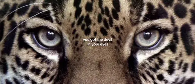 #leopard #puma #panthera #lion #tiger #wolf #fox #jaguar #cheetah #whitetiger #predator #animal #eyes #fup #foryou #foryoupage #fyp #fyp #fyp #fypシ #fypシ #fypシ #fypage #fy #4u #foryourpage #fyppppppppppppppppppppppp #capcut #tiktok #instagram #pinterest #moodboard #aesthetic 
