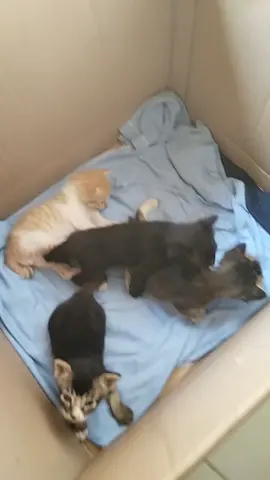 si black & si oyen  sehat sehat kita ya nak.... #fypppppppppp  #catlover 