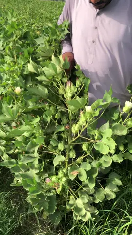 #greenzone #cottonseed #greenzoneseedcorporation #greenzoneseeds #seeds #pakistan #agriculture #unfreezemyacount #farming #viral #fyp 