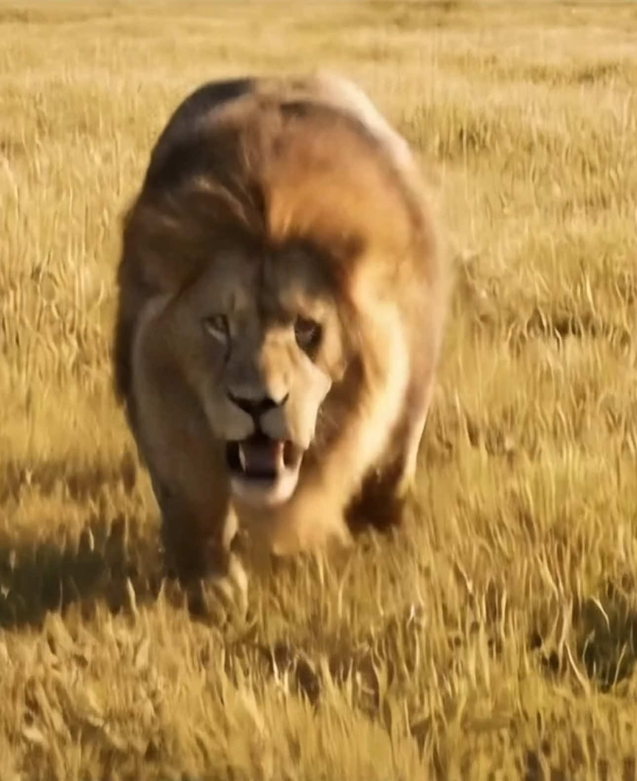 Send it to your friends right away 😅 #Lion