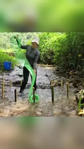 The young girl made a very unique fish trap by herself. And caught a lot of fish. #fish #fishinglife #fishingtiktoks #Outdoors #survival #bushcraft #catchfish 