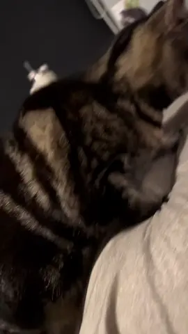 Cat comforts crying owner and it’s so heartwarming!#cutecat#Love #pet #kitt #cute #cutecat 