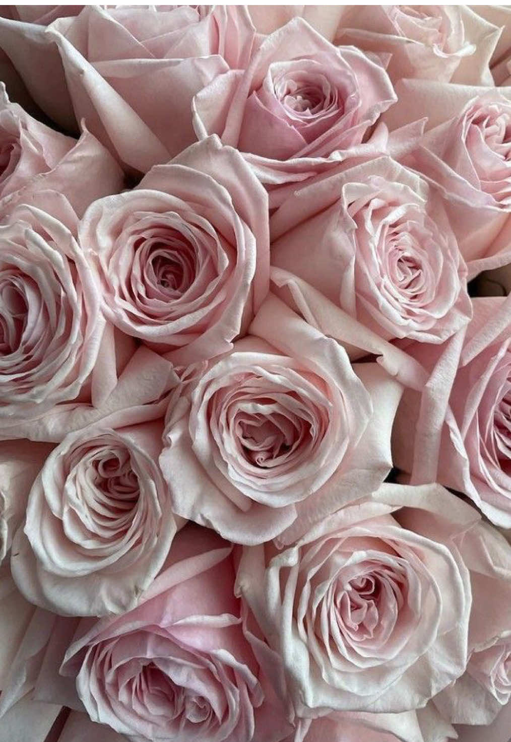 #fyp #roses #pinkroses #moodboard #inspo #pinterest #flowers #flower #foryou #foryoupage #favoriteflower #viral #dontflop 
