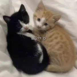 яикто #щп #котики #мы? #мы #Тренд #fyp #Рекк 