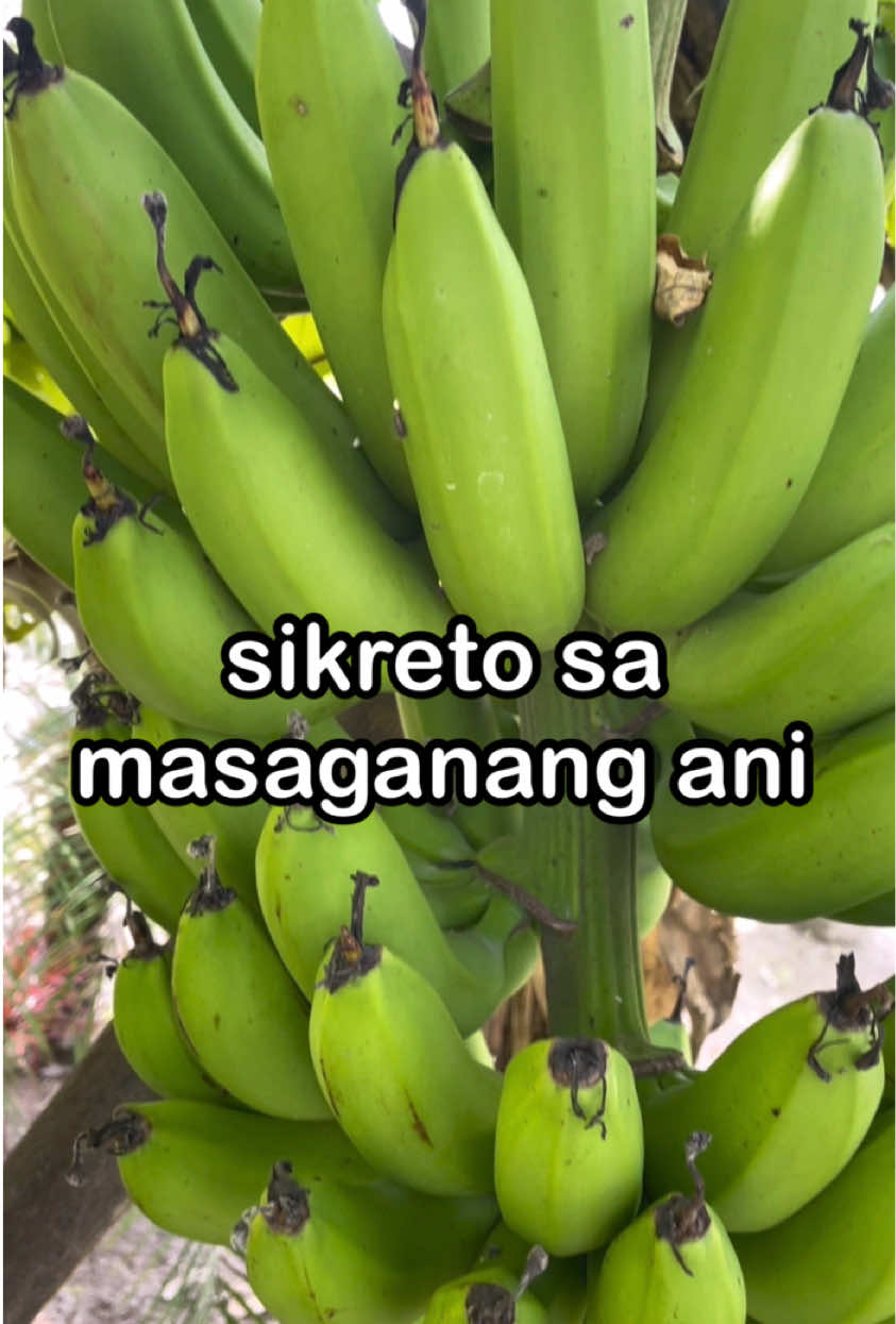 Booster 88 fertilizer ang sikreto sa masaganang ani. #booster88 #fertilizer #bloombooster #flowers #fruit 