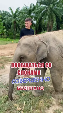 Ферма слонов в Таиланде: бесплатно, но не без сюрпризов! 🐘 В 30 минутах от Паттайи мы нашли необычное место — ферму, где можно пообщаться со слонами совершенно бесплатно! 🐘 Здесь гуляют взрослые слоны и совсем малыш — он родился пару месяцев назад. Но будьте осторожны: если у вас нет угощения, слониха может устроить песчаную атаку 😅 Бананы продают по завышенной цене — 300 бат маленькая корзинка, 500 — большая. 📍Локация фермы: https://maps.app.goo.gl/wZrBPYnSgX2QANZNA Не забудьте подписаться — впереди ещё больше необычных мест в Таиланде! 💬 А вы бы подошли к слонихе без угощения? Пишите в комментариях! #таиланд2025 #паттайя #необычноеместо #животное #бесплатно #туризм #creatorsearchinsights 
