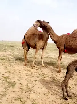 #العوب #الذود #افلح_من_ذكر_الله✔️ #النفيعي #عتيبة #هاشتاق #ef #ترند #عطايا_الله🐪 #كلسبووررررر #explore #كلسبووررررر 
