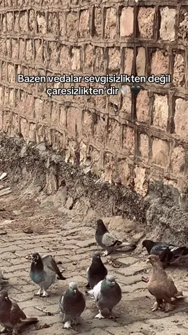 STORİLİK🖤🕊️#gurupyorum #gurupyorum #kesfet #beniöneçıkart #fypシ #fup #storilikvideolar #storilik #storilikvideolar📌 #stori #storilikvideolar📌 #guvercin #taklaci #taklaci #taklacıgüvercin #guvercin #guvercinsevdalisi 