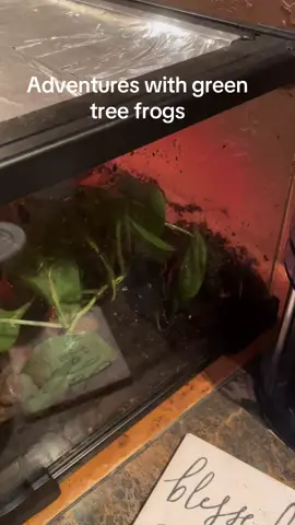 Well Maisy had a big showing tonight. Cleopatra was hanging out on the glass and Daisy was behind a leaf. Anubis remained hidden 🐸