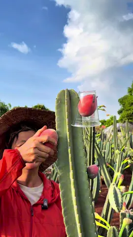 เก็บผล🌵🍎 #มีจำนวนจำกัด‼️#ไร่วันยังขำ #แคคตัส #กระบองเพชร #cactus #cereushildmannianus #กระบองเพชรกินได้ #asmr 
