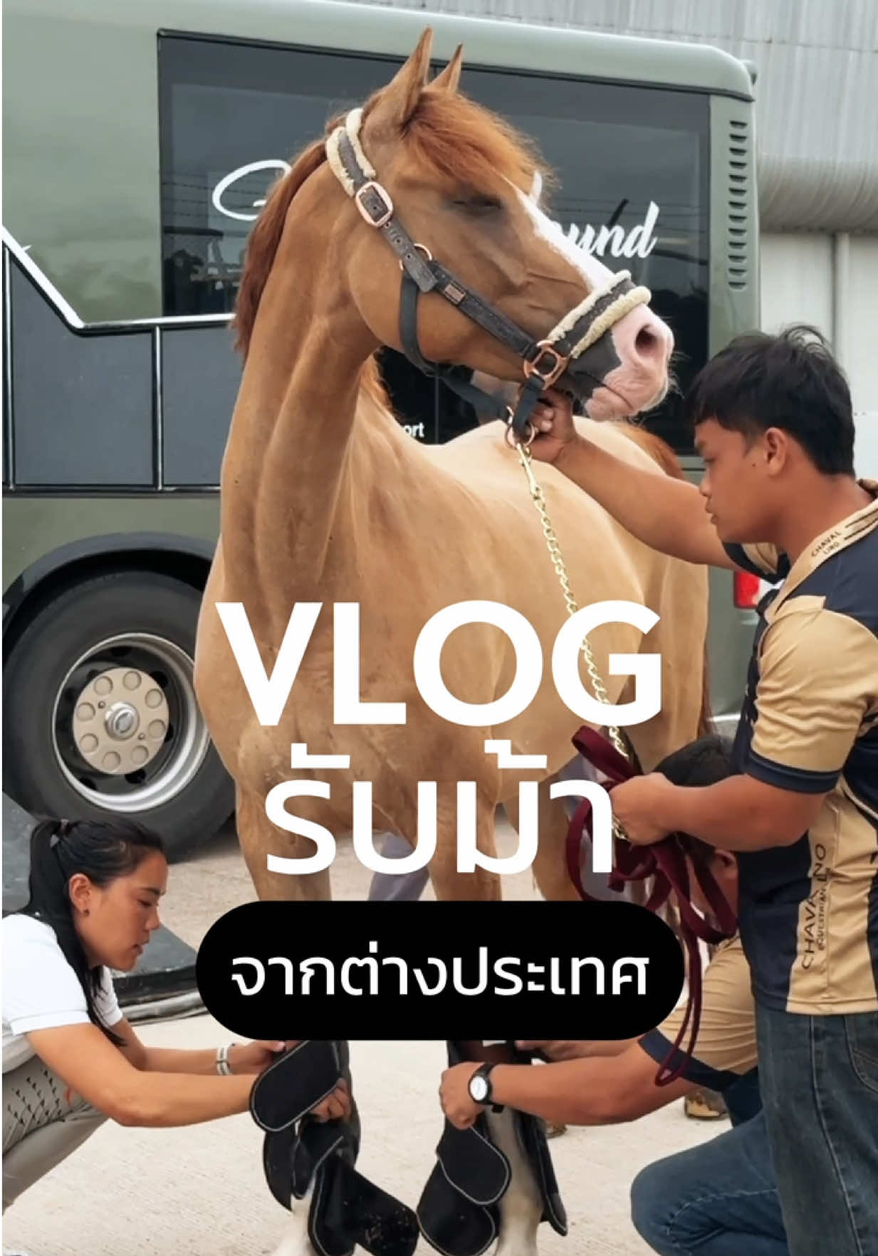VLOG รับม้าจากต่างประเทศ ยินดีต้อนรับน้องดักกี้สู่ Chavallino Bangkok ค่า 🐴 #รับม้า #EquestrianLife #chavallinobangkok #โรงเรียนสอนขี่ม้า #คอกม้า 