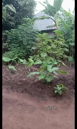 see how village children cook for the family  #goviral 