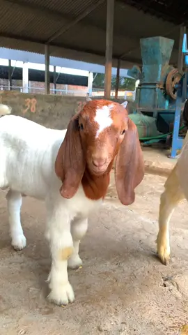 #peternakmuda #peternakkambing #peternakmillenial #kambinglucu #kambingboer #boergoats 
