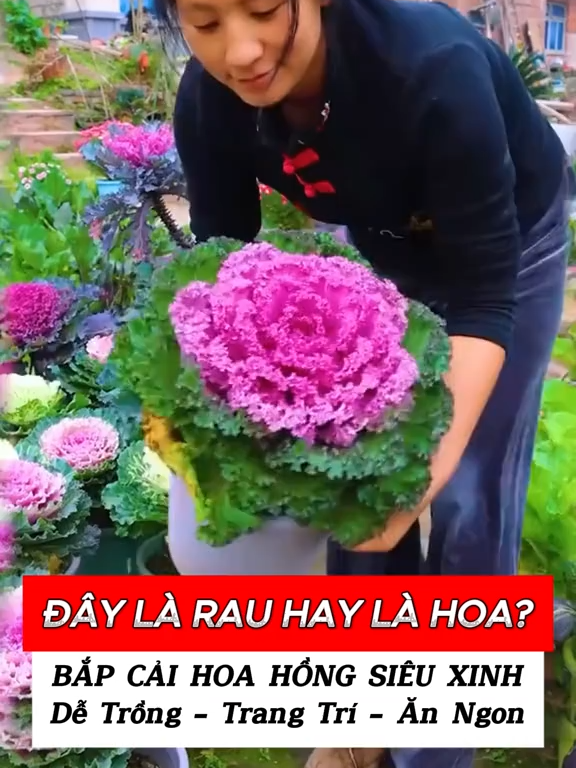 Hoa cảnh mà ăn được – Bí mật của giới yêu cây cuối năm nay! 🔥🌿