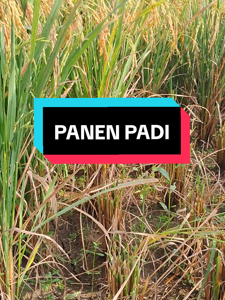Panen padi sawah