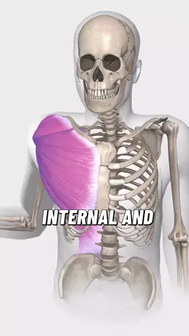 Internal and external rotation of the shoulder occur primarily at the glenohumeral joint, where the head of the humerus articulates with the glenoid fossa of the scapula. This joint is a ball-and-socket joint, allowing a wide range of motion, but it relies heavily on muscular and soft tissue support for stability. During internal rotation, the humeral head rotates medially around its long axis. In this movement, the anterior surface of the humerus turns towards the body’s midline. This action is facilitated primarily by the subscapularis, which is the only rotator cuff muscle located on the anterior surface of the scapula. The pectoralis major, latissimus dorsi, teres major, and the anterior fibres of the deltoid also contribute to this motion. As the humeral head rotates internally, there is a coordinated posterior glide of the head within the glenoid fossa, and if the arm is abducted, there’s also a slight anterior translation to maintain joint congruency. Scapular stabilisers like the serratus anterior and trapezius help to maintain the scapula in a stable position against the thoracic wall to allow effective movement of the humerus. In external rotation, the humerus rotates laterally so the anterior surface turns away from the midline. This movement is primarily driven by the infraspinatus and teres minor, which are two of the posterior rotator cuff muscles. The posterior deltoid also plays a role, particularly when the arm is abducted. During this motion, the humeral head must glide anteriorly within the glenoid fossa while rotating posteriorly around its axis. External rotation, especially when the arm is elevated, is essential for clearing the greater tuberosity of the humerus from the acromion, particularly during overhead activities. #osteopathy #osteopath #manualtherapy #shoulderpain  