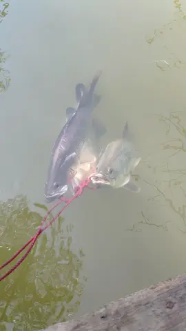 glowing🥰#barramundi #kakapputih #cukil #mastirto #fishing #mangrovewonorejo #strike