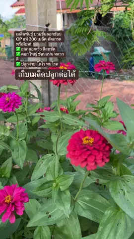 #ดอกบานชื่น#บานชื่นดอกซ้อน#บานชื่นคละสี#เมล็ดพันธุ์บานชื่น#เมล็ดดอกไม้