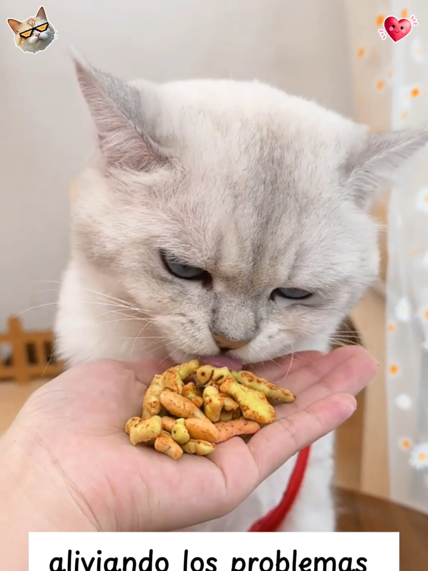 Pumpkin Treats - Supports Digestive Health & Relieves Constipation - A Must-Have for Households with Constipated Kittens#dealsforyoudays #cat #catsoftiktok #catlover #catfood #pet #cattreats