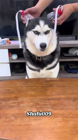 #粉丝一千万#pet#pets#cute#funny#viral#dog#funnydog#funnyvideos#foryou#IoI#fyp#fypシ゚ 