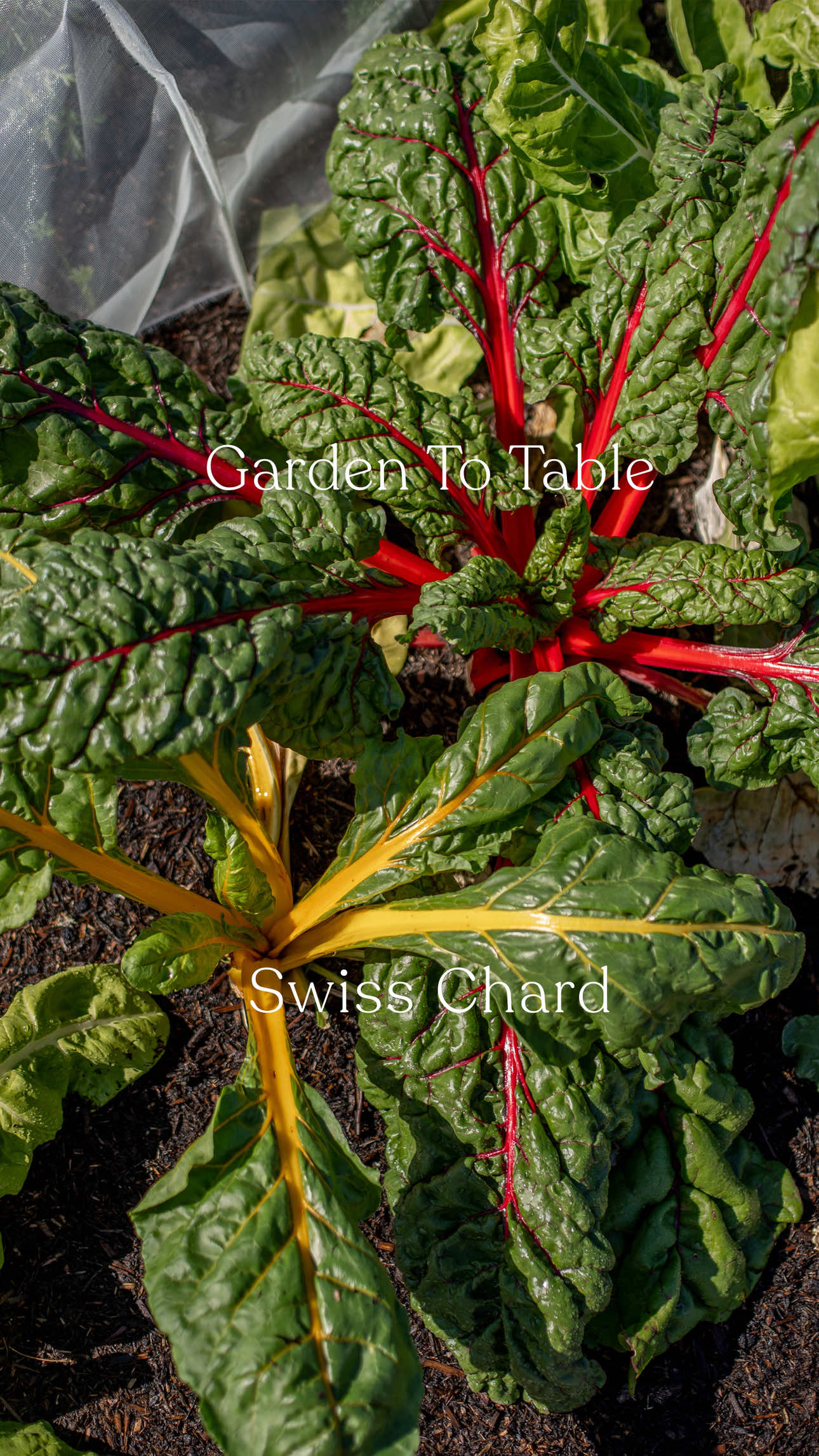 Can one person have too much Swiss chard? The answer is yes - yes they can. 🫠 Part of the fun of growing new things is figuring out what to do with them, and since I’ve found myself with an abundance of chard, I dug into my cookbooks to find some suitable recipes. I made:  🌱 Feta & chard filo parcels  🌱 Chard & ricotta tart (or quiche..? What’s the difference?) The great thing about chard is that it’s a cut and come again crop so there is still plenty to pick and enjoy. Let me know your favourite ways to enjoy this leafy green - I need all of the help I can get. 😅🥬 #allotmentuk #gardentokuk #allotmentdiary #beginnergardener #swisschard 