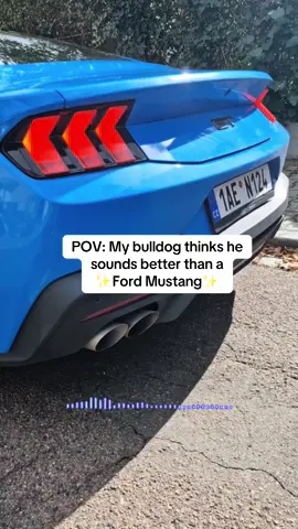 Be honest… who’s got the better growl? 😅🐾🔥 #bulldoglife #mustang #funnydogs #dogsoftiktok #fyp #growl #bulldogsoftiktok #cutebulldog #bulldogslovers #englishbulldoglover 