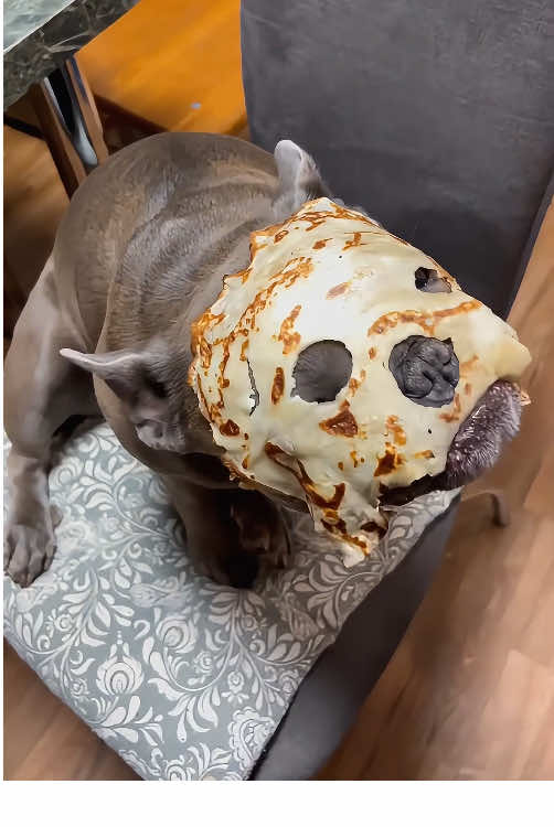 Hunger makes a dog lose its senses 😂🤣🐶#dog #fyp #pet #dogsoftiktok #foryou #funnydog #funnyvideos #tiktok 