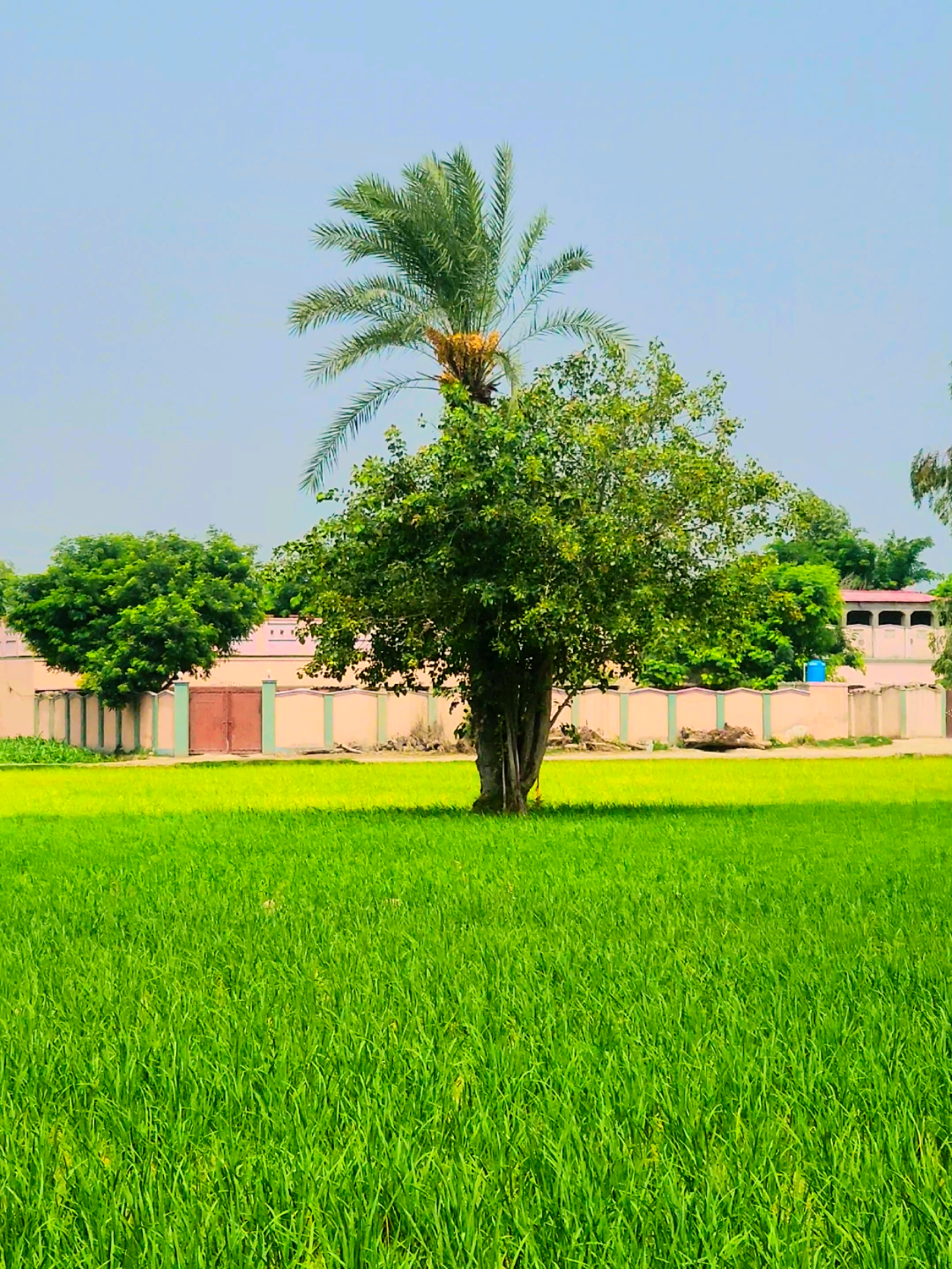 Good Afternoon #foryou #tiktok #viralvideo #trending #village 