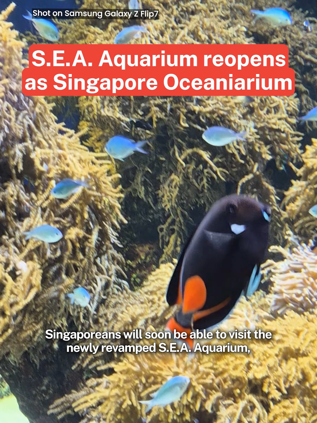 A full walkthrough of the aquarium reportedly takes around 3 hours.#mustsharenews #sgfyp #tiktoksg #msoriginal #singaporeoceanarium