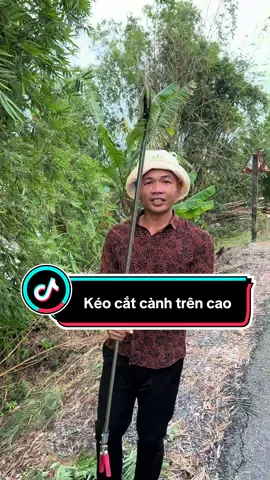 Nhà anh chị nào có cây cao sài cây này là ok lắm luôn ạ!#mientay #xuhuong #anhbakhom #review #keocatcanh 
