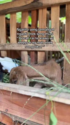 Rai klawu#karisafarmcaruban #peternakmuda #peternakkambing #bakolwedosmilenial #peternakkambingmuda #grosirkambing #peternakkambingindonesia #kambingetawa #kambingbligon #kambingkontes #juraganwedos #kambingkaligesing #kambingpe #pedagang 