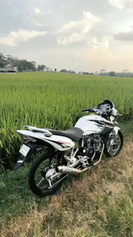 mung modal ban cilik pakde 😁🫰🏽. #tigergogor #tigerherex #tigergank #tigergank #herexjatim #tigeralbino #tigermodifikasi 