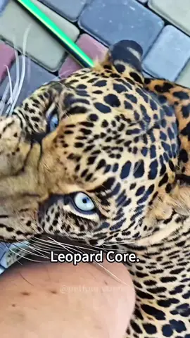 Leopard 🐆 #leopard #leopards #funny #foryou #fyp #leopardprint 