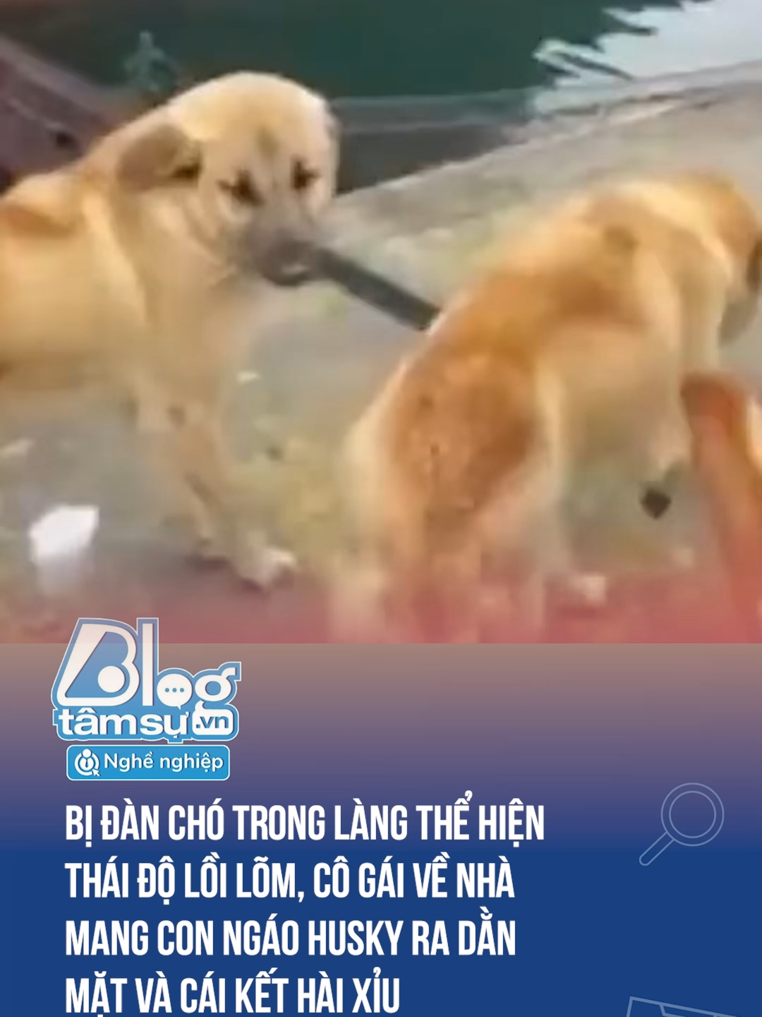 Cụp đuôi luôn 🤣🤣🤣 #discovery #blogtamsu #xuhuong #btsmedia #tiktoknews #funfact #haihuoc #funny #viral #dongvat