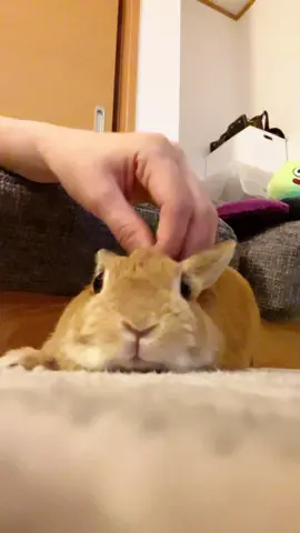 yoshiyoshi!!!!!  #netherlanddwarf #rabbit #rabbittiktok #fyp #うさぎのいる暮らし   　
