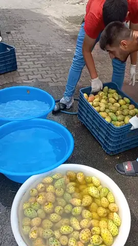 dikenli incir kaktüs meyvesi Akdeniz Bölgesi'nde yetişir Adana'ya özgü bir lezzet